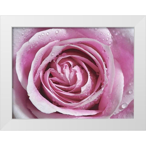 Raindrops and Roses II White Modern Wood Framed Art Print by Burkhart, Monika