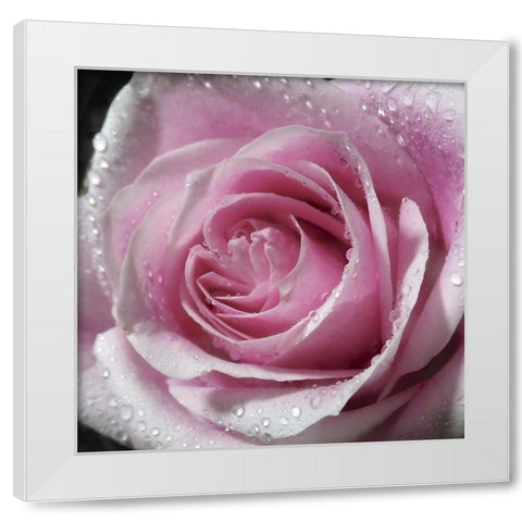 Raindrops and Roses III White Modern Wood Framed Art Print by Burkhart, Monika