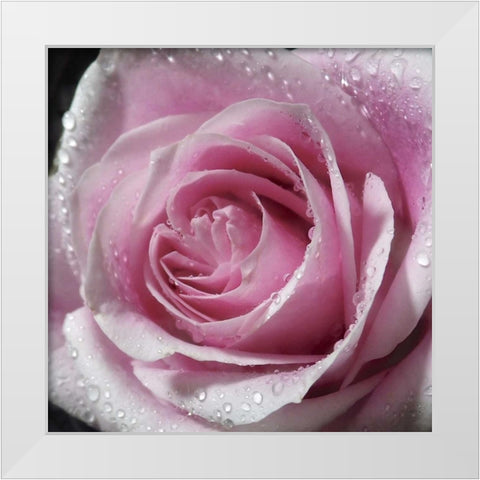 Raindrops and Roses III White Modern Wood Framed Art Print by Burkhart, Monika