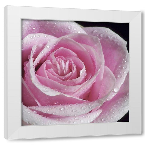 Raindrops and Roses IV White Modern Wood Framed Art Print by Burkhart, Monika