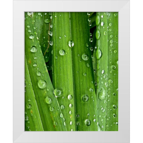 April Rain I White Modern Wood Framed Art Print by Burkhart, Monika