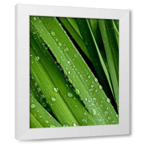 April Rain II White Modern Wood Framed Art Print by Burkhart, Monika