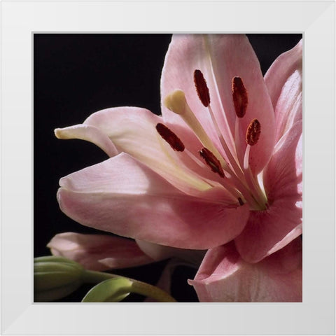 Pink Translucence I White Modern Wood Framed Art Print by Burkhart, Monika