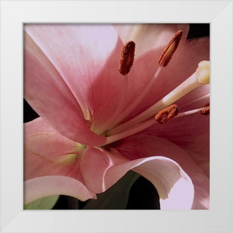 Pink Translucence II White Modern Wood Framed Art Print by Burkhart, Monika