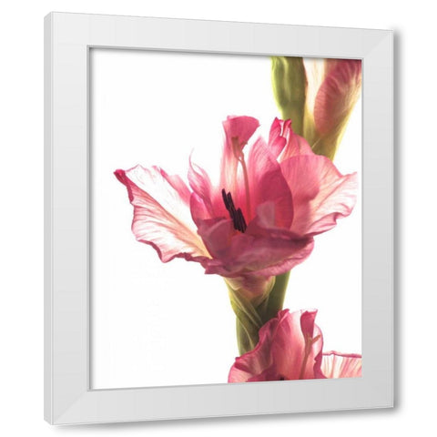 Beauty in the Bloom II White Modern Wood Framed Art Print by Burkhart, Monika
