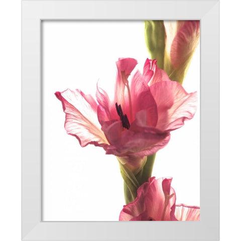 Beauty in the Bloom II White Modern Wood Framed Art Print by Burkhart, Monika