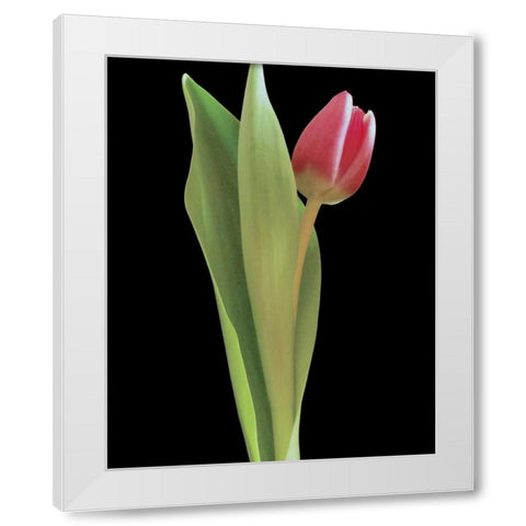 Blush of Spring I White Modern Wood Framed Art Print by Burkhart, Monika