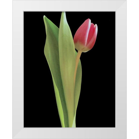 Blush of Spring I White Modern Wood Framed Art Print by Burkhart, Monika