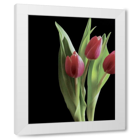 Blush of Spring II White Modern Wood Framed Art Print by Burkhart, Monika