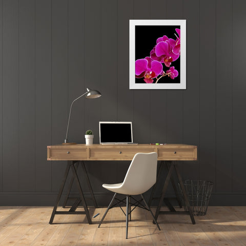 Orchid Essence I White Modern Wood Framed Art Print by Burkhart, Monika