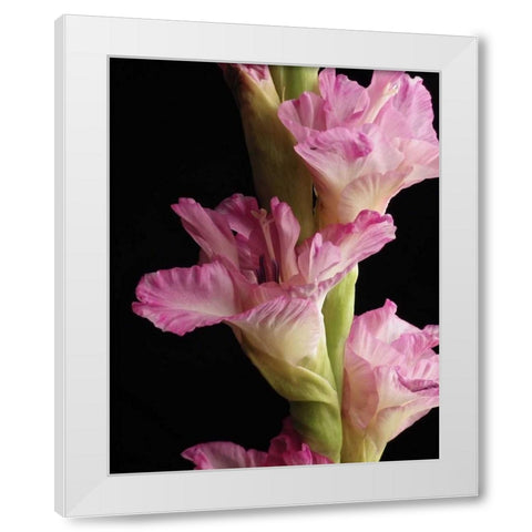 Pink Quintessence White Modern Wood Framed Art Print by Burkhart, Monika