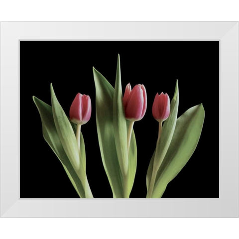 Blush of Spring III White Modern Wood Framed Art Print by Burkhart, Monika