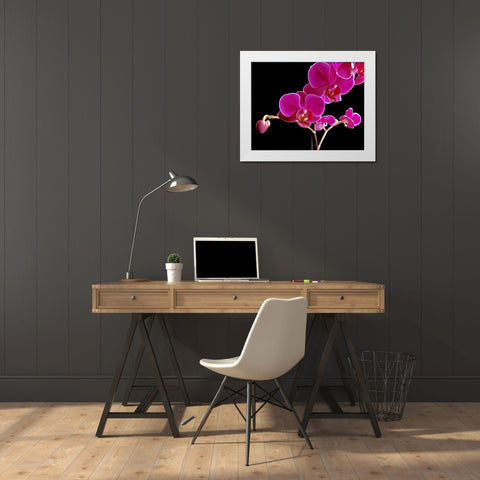 Orchid Essence II White Modern Wood Framed Art Print by Burkhart, Monika