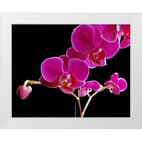 Orchid Essence II White Modern Wood Framed Art Print by Burkhart, Monika