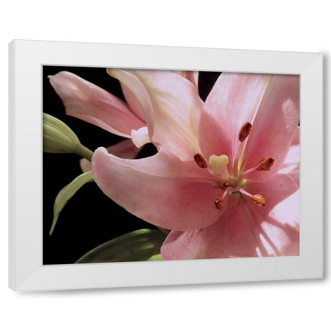 Pink Translucence III White Modern Wood Framed Art Print by Burkhart, Monika