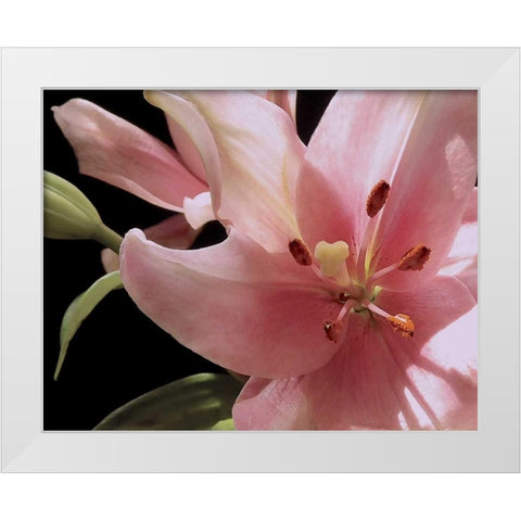 Pink Translucence III White Modern Wood Framed Art Print by Burkhart, Monika