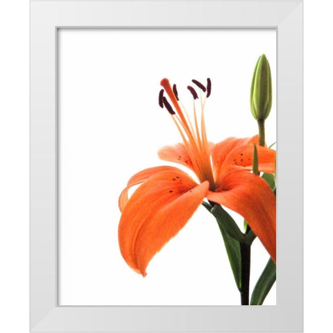 Daylily II White Modern Wood Framed Art Print by Burkhart, Monika