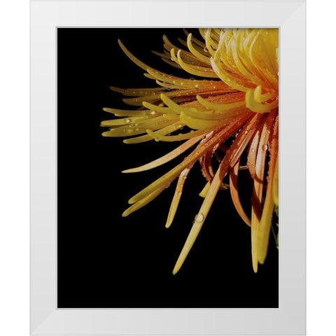 Sun Dance III White Modern Wood Framed Art Print by Burkhart, Monika