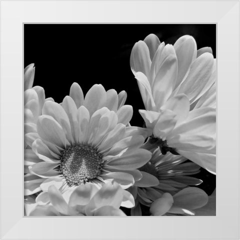 Daisy Dazzle BW I White Modern Wood Framed Art Print by Burkhart, Monika