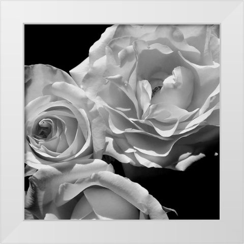 LEssence de la Rose BW I White Modern Wood Framed Art Print by Burkhart, Monika