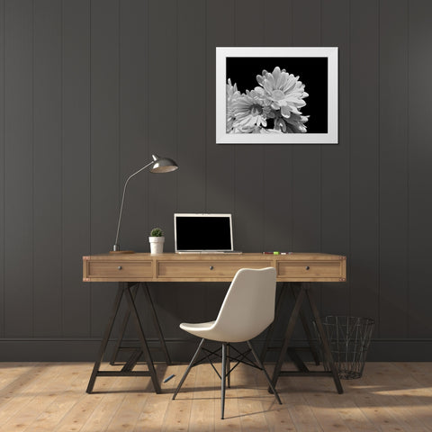 Daisy Dazzle BW II White Modern Wood Framed Art Print by Burkhart, Monika