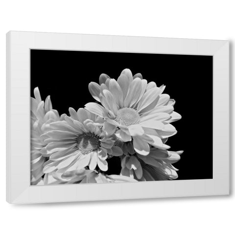 Daisy Dazzle BW II White Modern Wood Framed Art Print by Burkhart, Monika