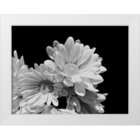 Daisy Dazzle BW II White Modern Wood Framed Art Print by Burkhart, Monika