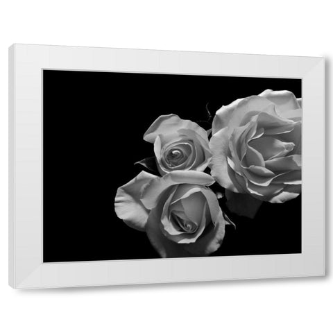 LEssence de la Rose BW II White Modern Wood Framed Art Print by Burkhart, Monika