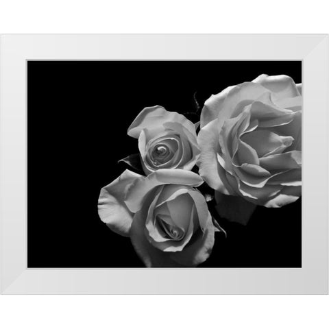 LEssence de la Rose BW II White Modern Wood Framed Art Print by Burkhart, Monika