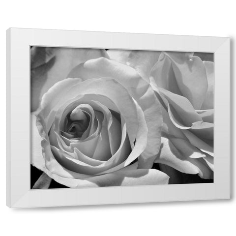 LEssence de la Rose BW III White Modern Wood Framed Art Print by Burkhart, Monika