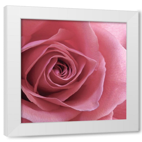Blush Rose White Modern Wood Framed Art Print by Burkhart, Monika