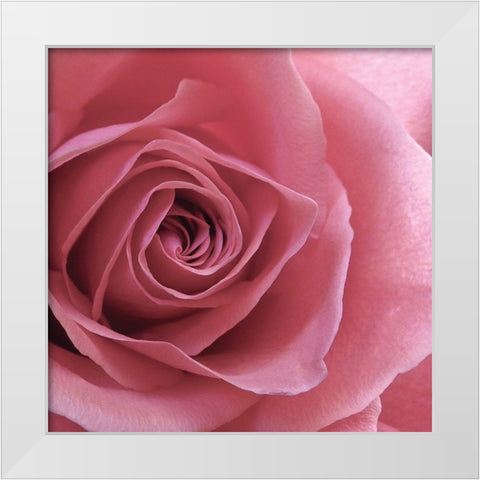 Blush Rose White Modern Wood Framed Art Print by Burkhart, Monika