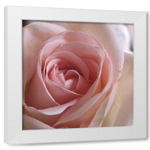 Salmon Rose Close-Up White Modern Wood Framed Art Print by Burkhart, Monika