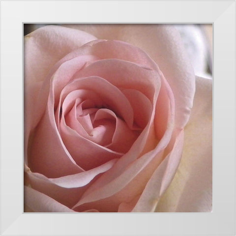 Salmon Rose Close-Up White Modern Wood Framed Art Print by Burkhart, Monika