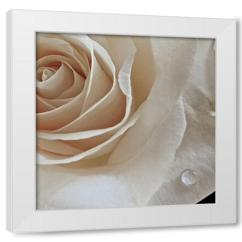 Rose Droplets White Modern Wood Framed Art Print by Burkhart, Monika