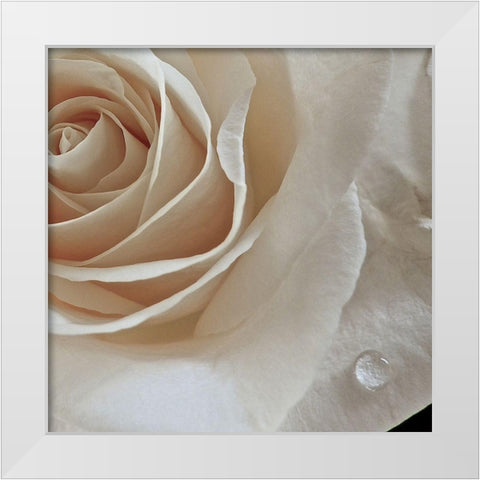 Rose Droplets White Modern Wood Framed Art Print by Burkhart, Monika