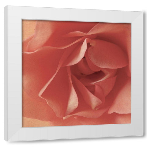 Coral Rose Close-Up I White Modern Wood Framed Art Print by Burkhart, Monika