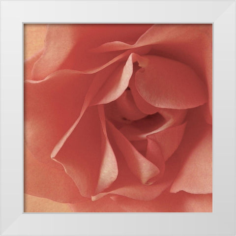 Coral Rose Close-Up I White Modern Wood Framed Art Print by Burkhart, Monika