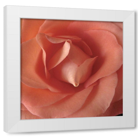 Coral Rose Close-Up II White Modern Wood Framed Art Print by Burkhart, Monika