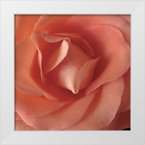 Coral Rose Close-Up II White Modern Wood Framed Art Print by Burkhart, Monika