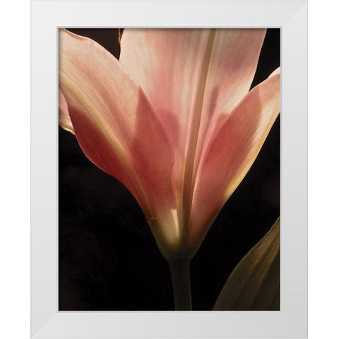 Blooming Peach Floral White Modern Wood Framed Art Print by Burkhart, Monika