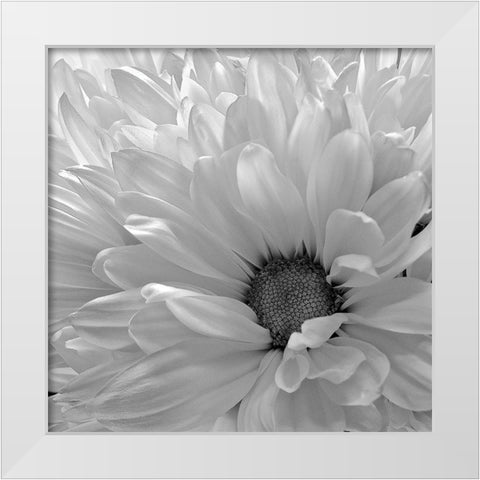 Blooming Daisy I BandW White Modern Wood Framed Art Print by Burkhart, Monika