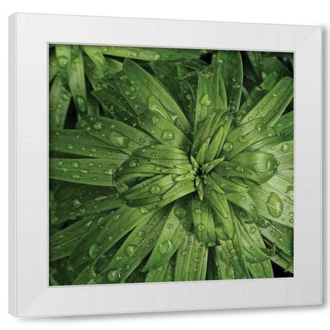 Nature Up-Close I White Modern Wood Framed Art Print by Burkhart, Monika
