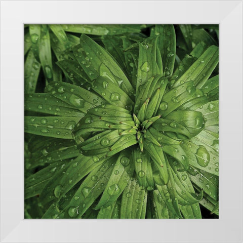 Nature Up-Close I White Modern Wood Framed Art Print by Burkhart, Monika