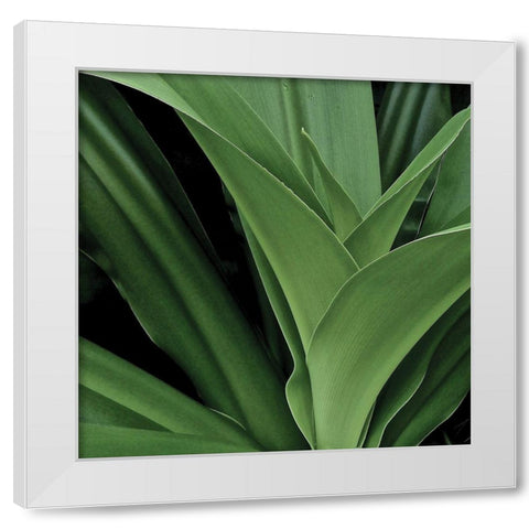 Nature Up-Close II White Modern Wood Framed Art Print by Burkhart, Monika