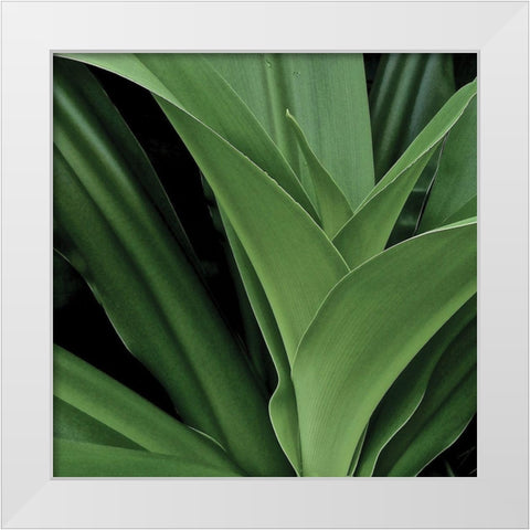 Nature Up-Close II White Modern Wood Framed Art Print by Burkhart, Monika
