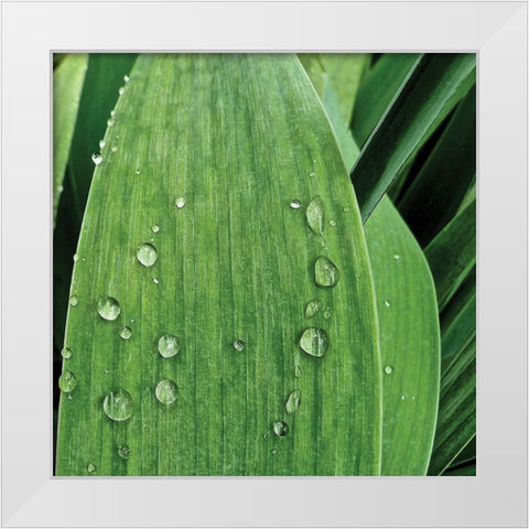Nature Up-Close III White Modern Wood Framed Art Print by Burkhart, Monika