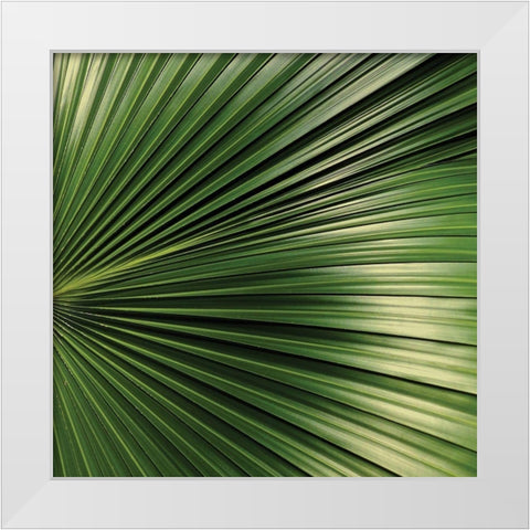 Nature Up-Close IV White Modern Wood Framed Art Print by Burkhart, Monika