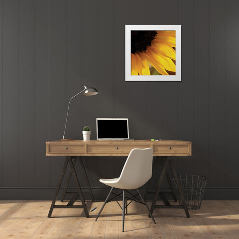 Sunlit Sunfloweres VI White Modern Wood Framed Art Print by Burkhart, Monika