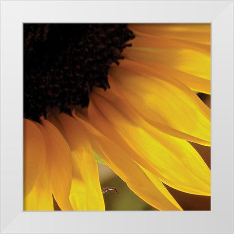 Sunlit Sunfloweres VI White Modern Wood Framed Art Print by Burkhart, Monika